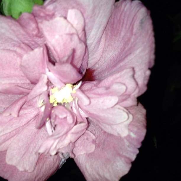 2013/07/18 — 夜幕下娇艳的小花，