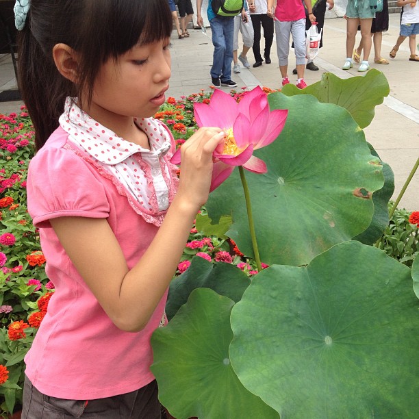 2013/07/19 — 小丫看着荷花心有只小飞虫，想捉走