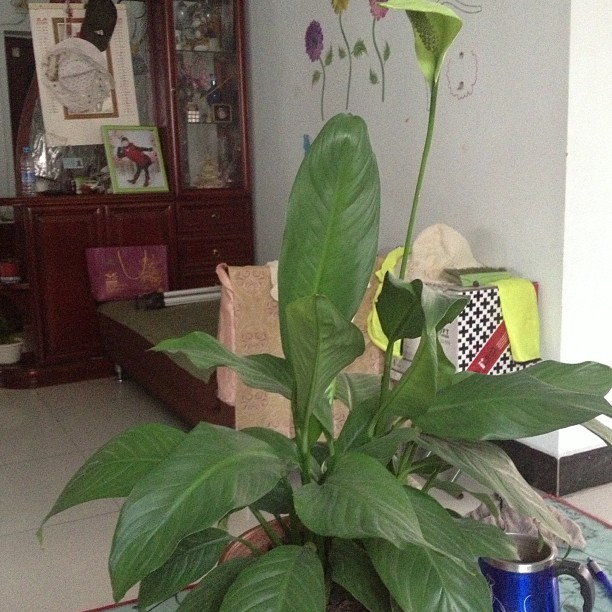 2013/07/30 — 我的一帆风顺刚开始时是白色的现在开了快两个月了，却变成了绿色的，呵呵可能它也开累了