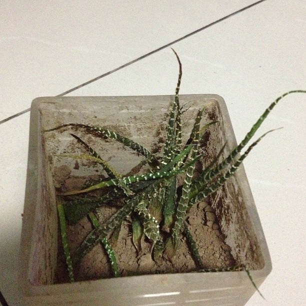 2013/08/30 — 我最喜欢的花在我外出的时间却死了，好伤心呀