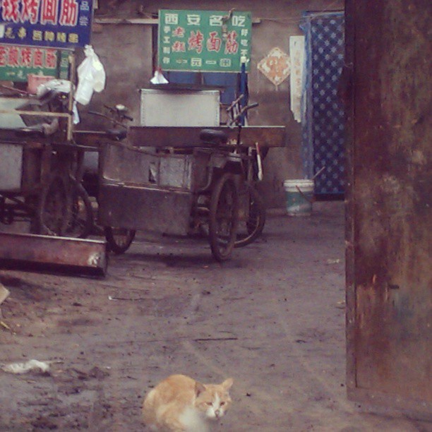 2013/06/30 — 晓梅拍摄于北七家