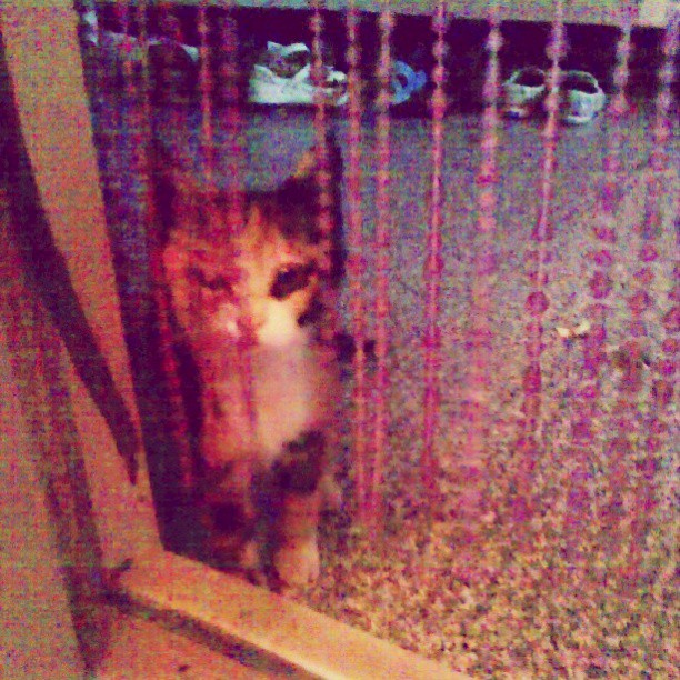 2013/07/22 — 可爱猫眯(我在东沙，晓梅)