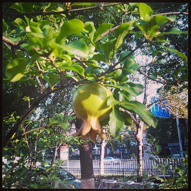 2013/07/05 — 我天天上班都能够路过这颗石榴树，看见这个石榴希望在成熟的时候我能够吃到它（文琼拍摄）