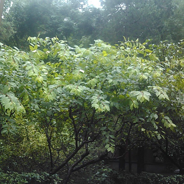 2013/07/16 — 下雨后的空气就是一个字（爽）（文琼昨天中午去买烧饼都路上拍的）