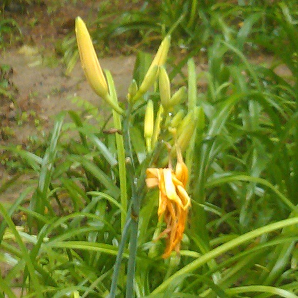 2013/07/16 — 下雨后的黄花也那么嫩绿，（文琼的在单位拍）