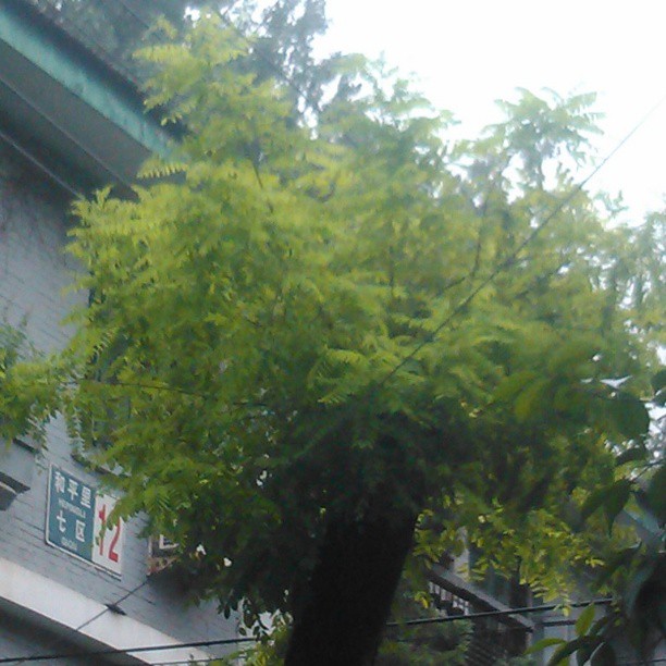 2013/07/16 — 我们单位旁边的一颗树枝都快死了，下雨后它又长出来了好多嫩绿的叶子，墙上的地址都有（2013年7月15号文琼拍）