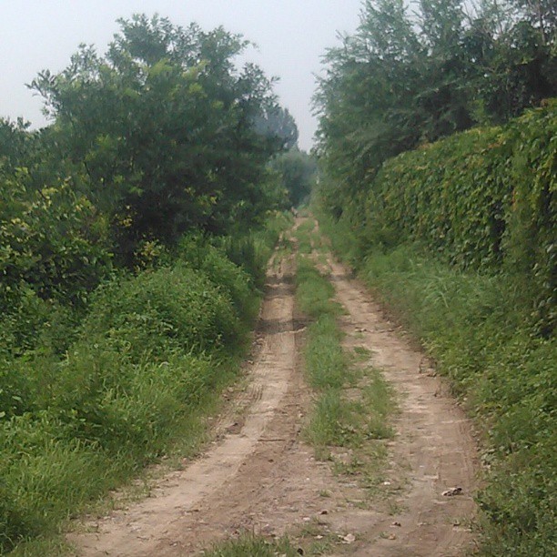 2013/07/20 — 美丽的乡村小路（文琼在平房村拍）