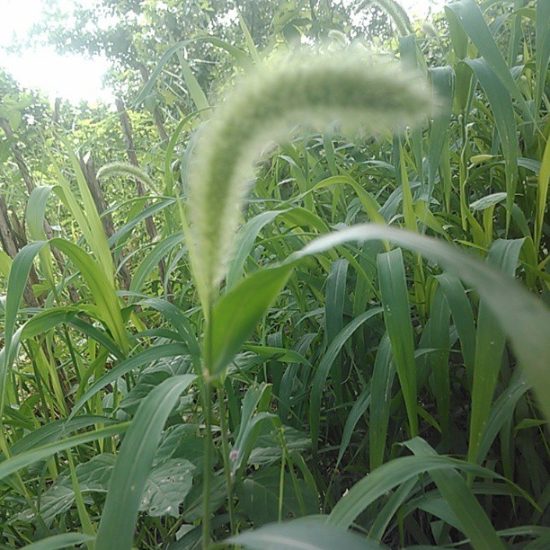 2013/07/20 — 漂亮的狗尾巴草，（文琼在路上拍的）