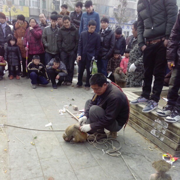 2013/02/17 — 猴子被虐待