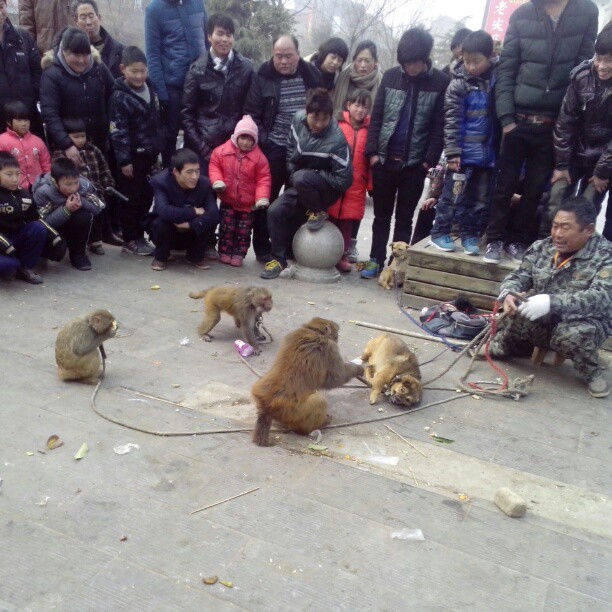 2013/02/17 — 狗也不放过