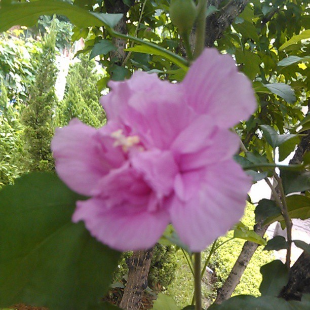 2013/08/03 — 美丽的鲜花（文琼拍）