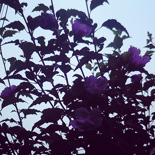 2013/08/03 — 我最喜欢的紫色的花（文琼拍）