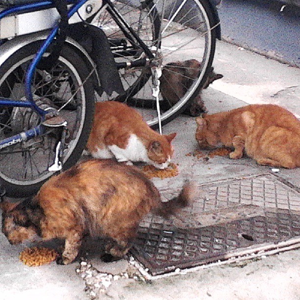 2013/08/10 — 我上班的小区好多好多的流浪猫，一个好心，善良的女士天天都用猫粮去喂（文琼拍）