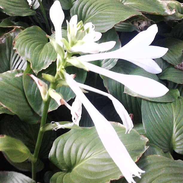 2013/08/10 — 上班路过，看见开的花快谢了，拿出手机拍下了（文琼拍）