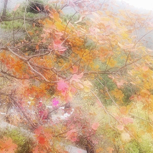 2013/11/10 — 漂亮的风景'，漂亮枫叶（文琼拍的）