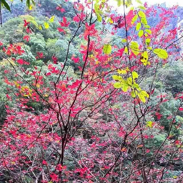 2013/11/10 — 这是四川德阳红叶（是我的一个哥拍的）