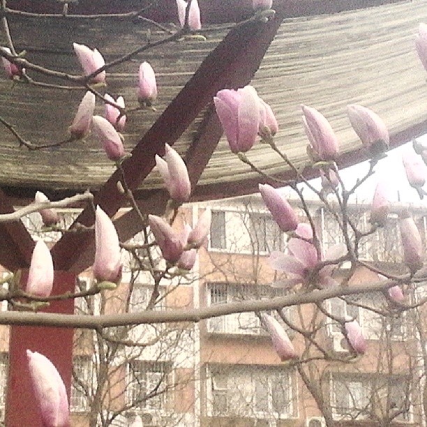 2014/03/28 — 这是前天还没开的时候《文琼上班路上拍照》