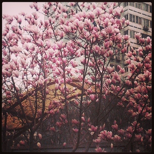 2014/03/28 — 亲爱的们，晚上好，看看我昨天上班下班拍的木兰花，可能我的手机太差了，只能拍成这种效果《文琼早上六点十分上班路上拍的》