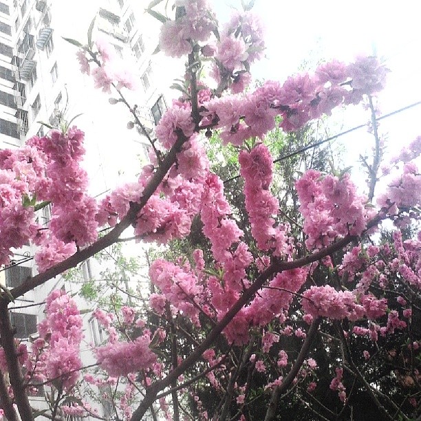 2014/04/09 — 今天下班在回家的路上拍的桃花，好美呀？可惜是自己的手机太抵挡了，效果不是好，但是我喜就好《文琼拍》