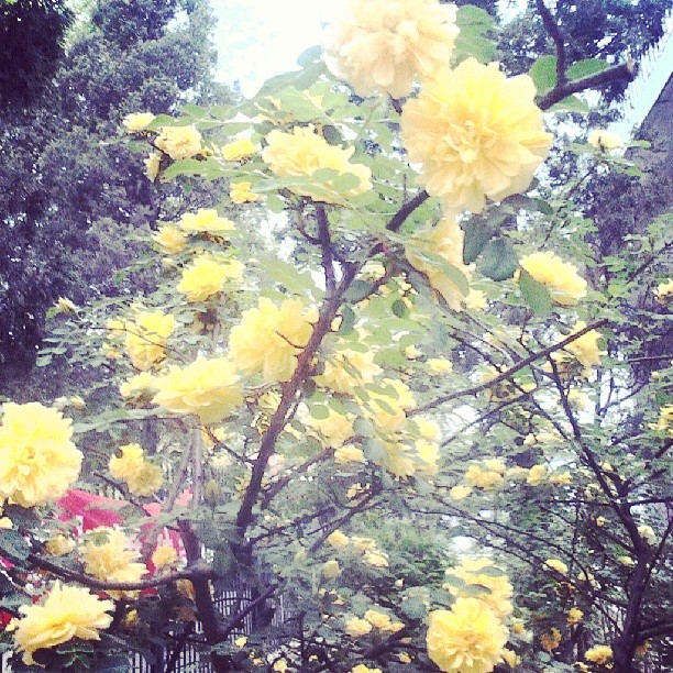 2014/04/20 — 它就是那么美，所以叫它花《文琼下班路上拍的》