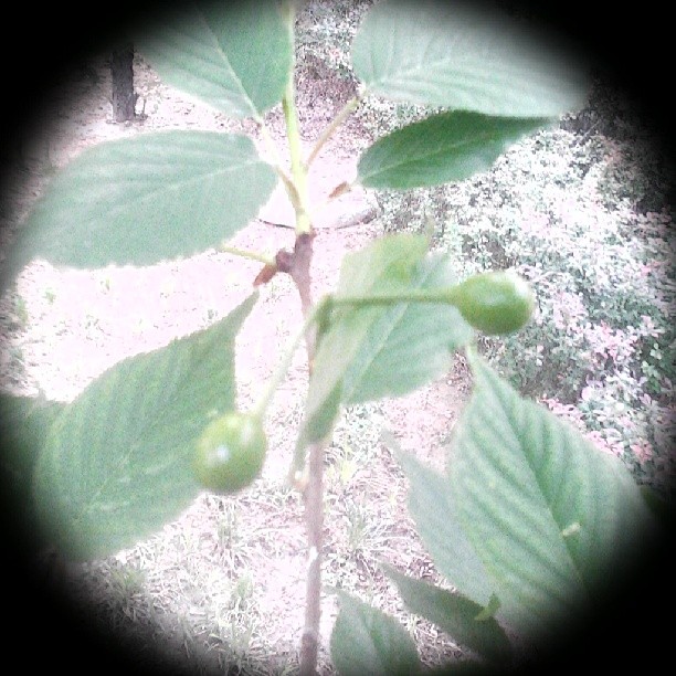2014/04/20 — 我还是十多年前，在老家看着樱桃从开花，到凋谢，再从这么大的小果果，长成一颗颗的大红樱桃《文琼下班路上拍的》
