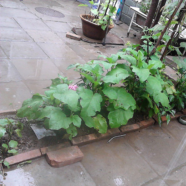 2013/07/09 — 被雨水洗刷的蔬菜，好美。
