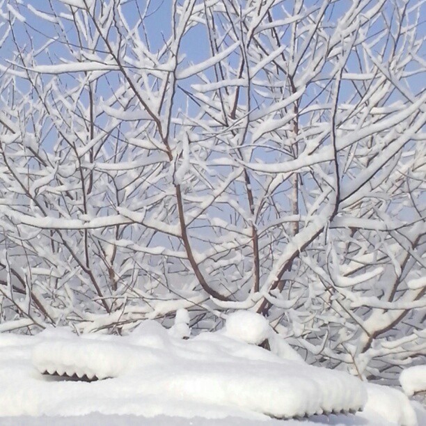 2013/03/20 — 三月飘雪