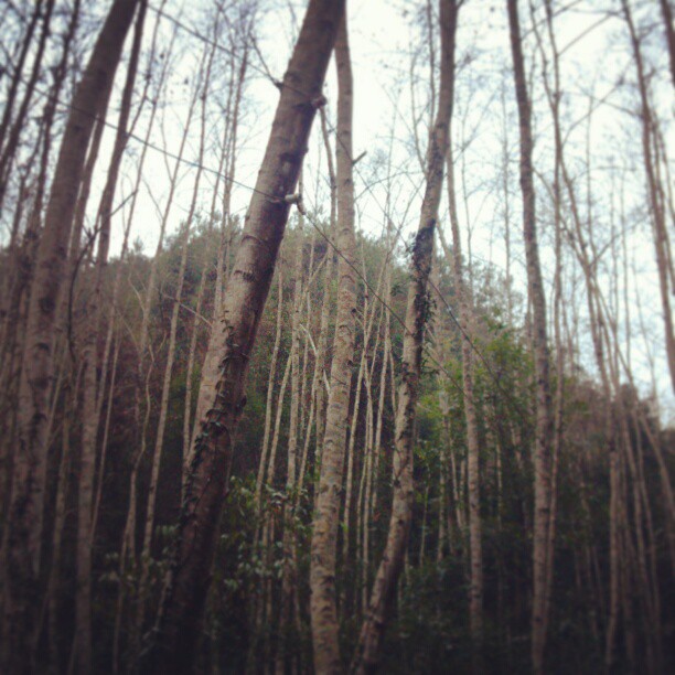 2013/02/11 — 只缘身在此山中