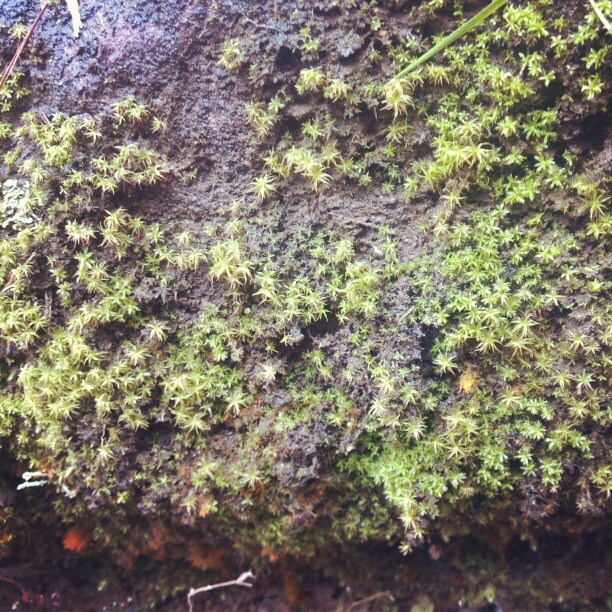 2013/02/11 — 苔藓