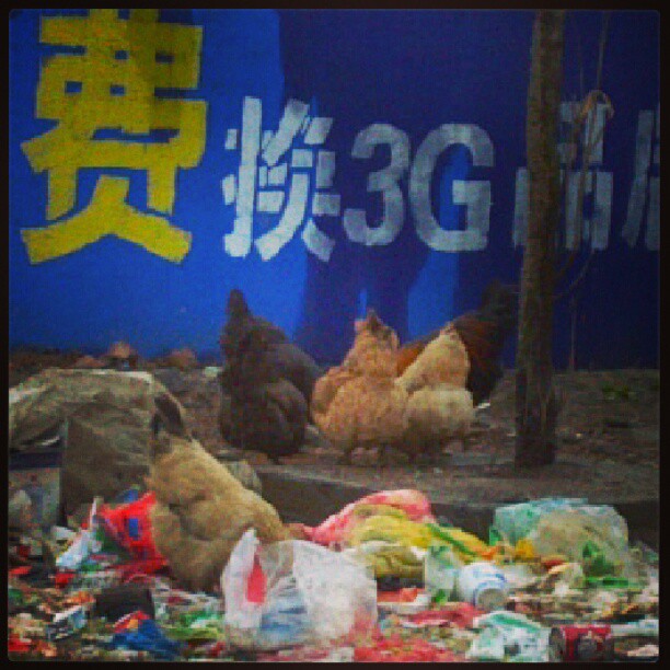2013/02/19 — 一群鸡