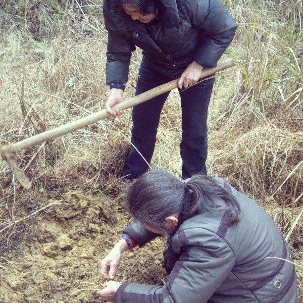 2013/02/22 — 这两天上火，脸都肿起来了。老妈和邻居阿姨一起去挖鱼腥草！很好的下火凉药！