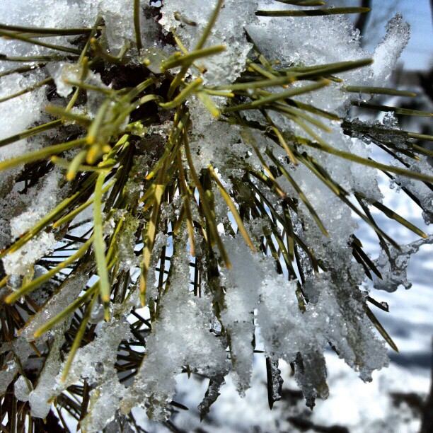 2013/03/20 — 雪&松