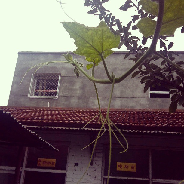 2013/07/09 — 开营结束了，混乱的一天，有点无语，仍需耐心的坚持下去，结束后看着这些花花草草，又感到了希望和力量！T_T（我在木兰，春分…