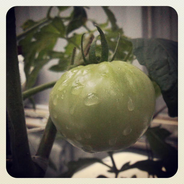 2013/07/09 — 西红柿结了一茬又一茬，终于结了一个大的，希望成熟之前没被人偷吃！-_-||（我在木兰，春分）