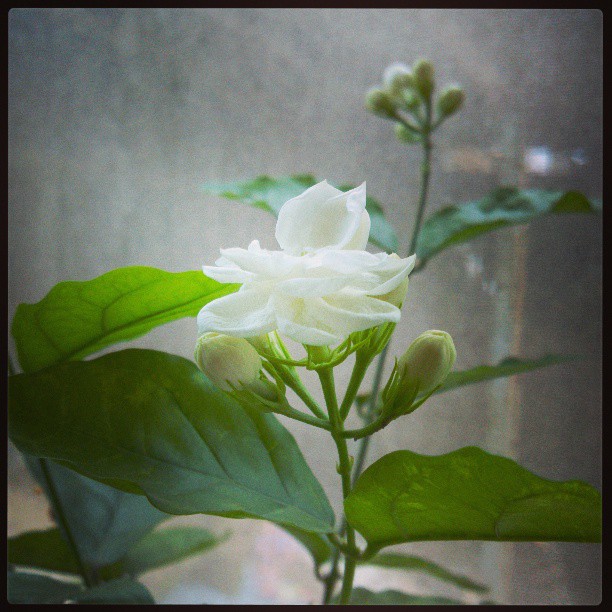 2013/07/14 — 好一朵美丽的茉莉花！（我在木兰，春分）