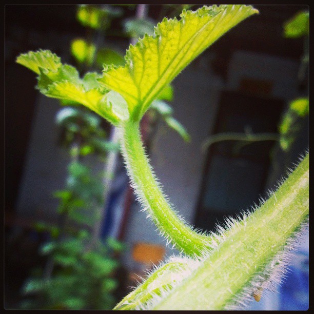 2013/07/15 — 细节 ！（我在木兰，春分）