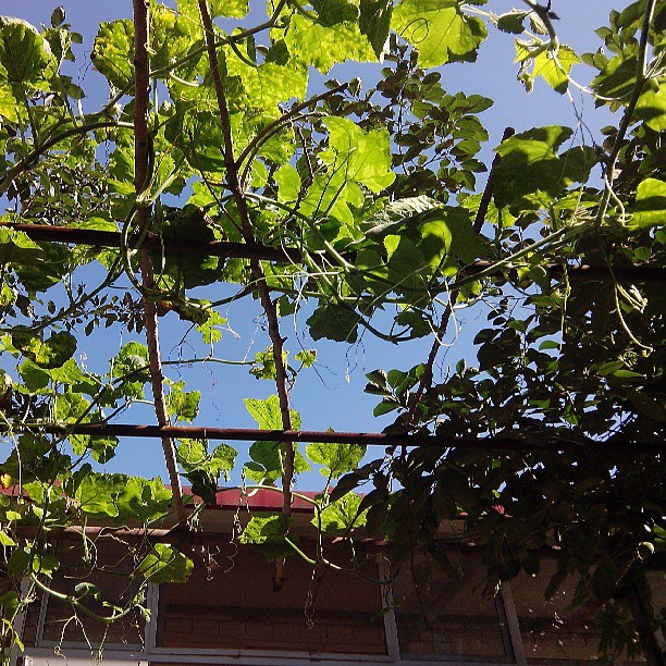 2013/07/16 — 早晨的庭院