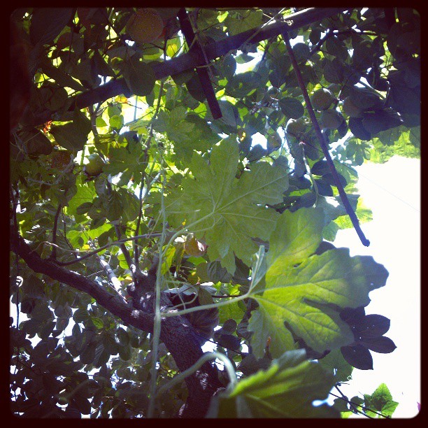 2013/09/15 — 参天大树