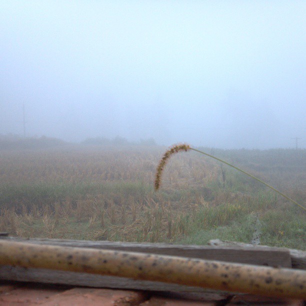 2013/10/12 — 早上八点半，雾气很重，但带着某种芳香