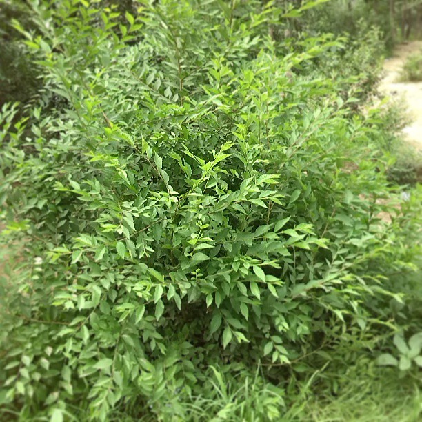 2013/07/13 — 东三旗