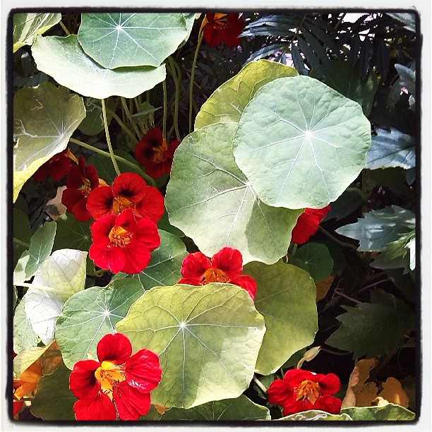 2013/07/26 — 我妈种的花