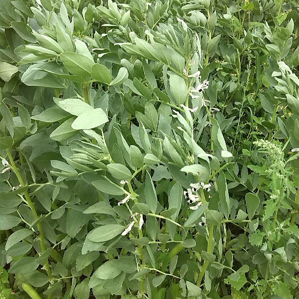 2013/07/26 — 大豆苗