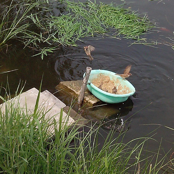 2013/07/19 — 麻雀在吃鱼食