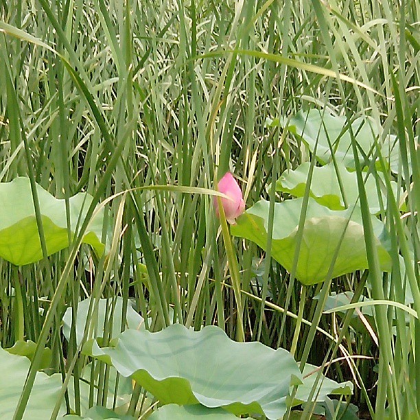 2013/07/20 — 一只独秀