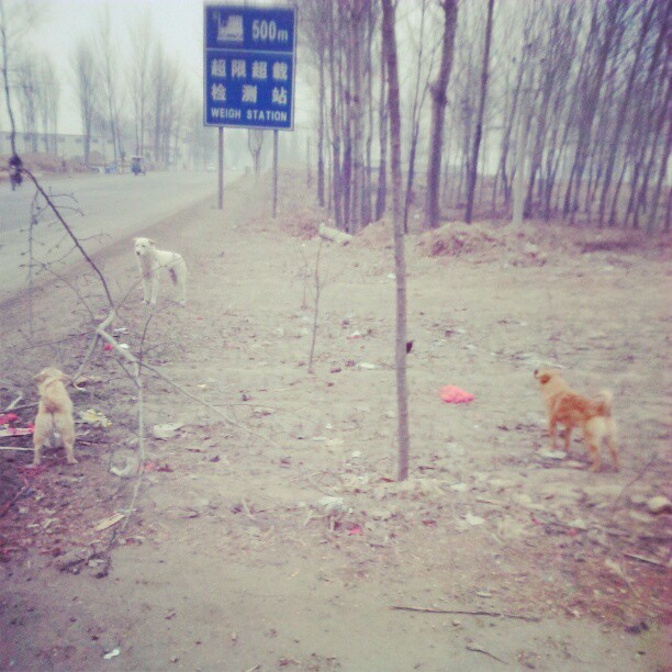 2013/02/11 — 两个小狗对白狗狂吠！白狗温柔地看着他们！好包容！