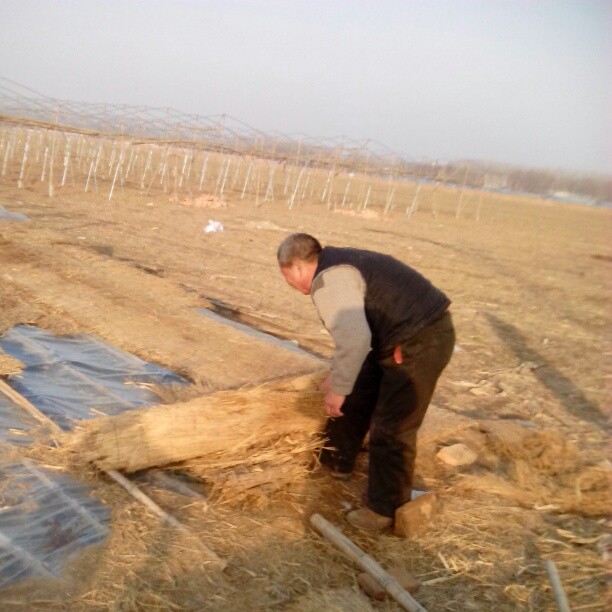 2013/02/12 — 给小菜苗儿盖草帘儿