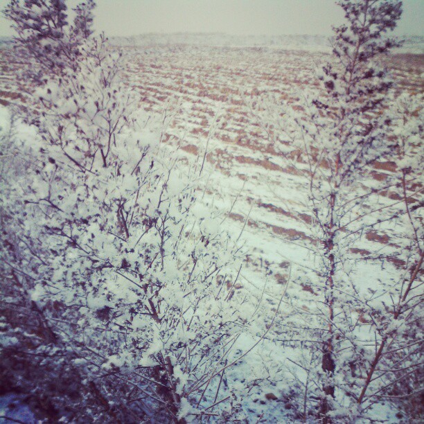 2013/02/12 — 雪淞