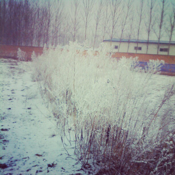 2013/02/12 — 雪淞