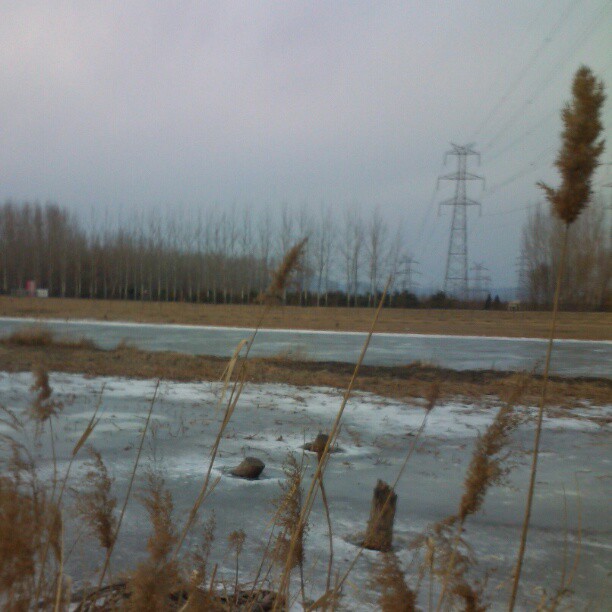 2013/02/14 — 枯芦苇