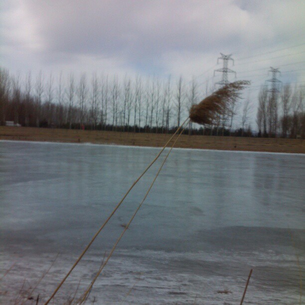 2013/02/17 — 风中摇曳的芦苇